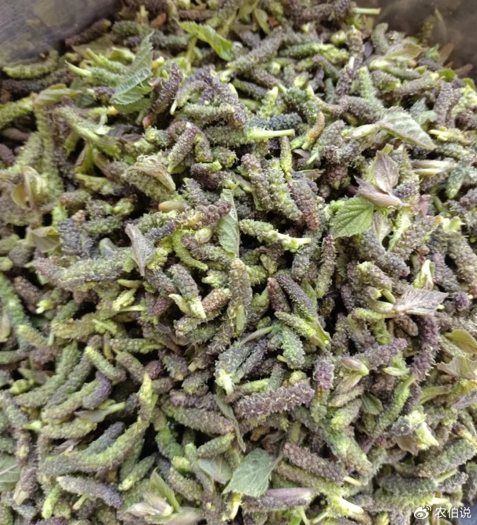 构树是一种常见的树木,在春天开花时会长出像毛毛虫