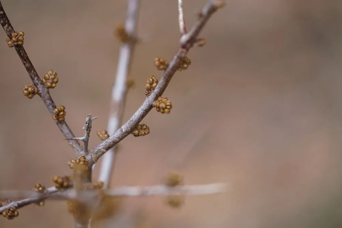 豹乡田的春天,恋爱的蟾蜍和豹子的签名板