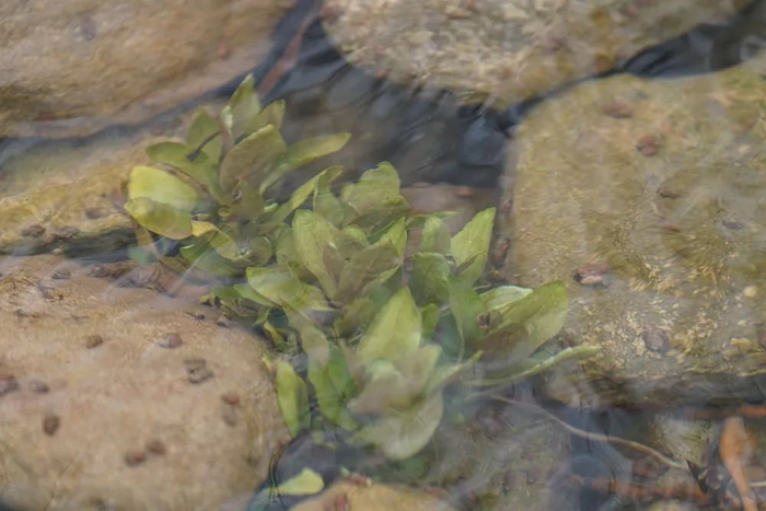 豹乡田的春天,恋爱的蟾蜍和豹子的签名板