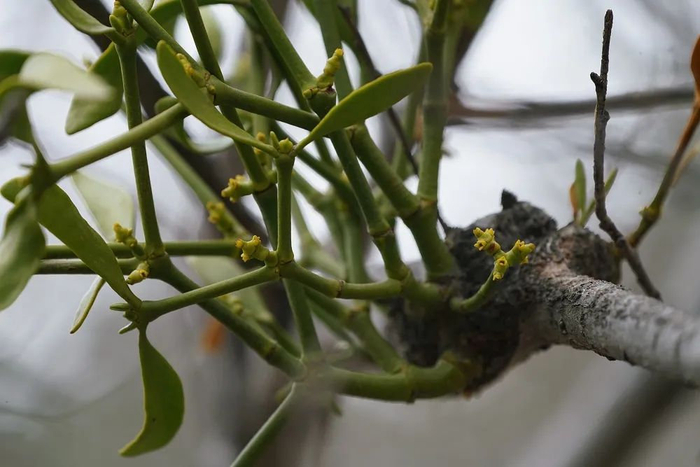 豹乡田的春天,恋爱的蟾蜍和豹子的签名板