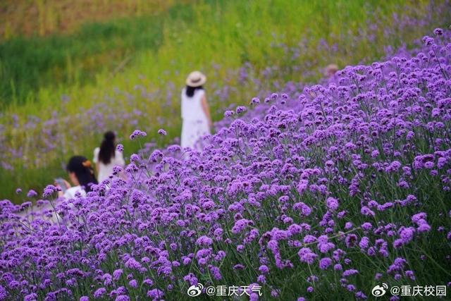 马鞭草紫韵流淌，它挨着江水，迎着日光，开得张扬