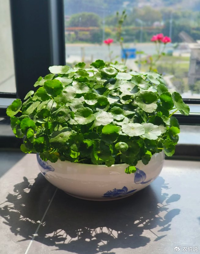 8种"浇不死"的花,最适合勤快人养,一天一杯水,越长越旺!