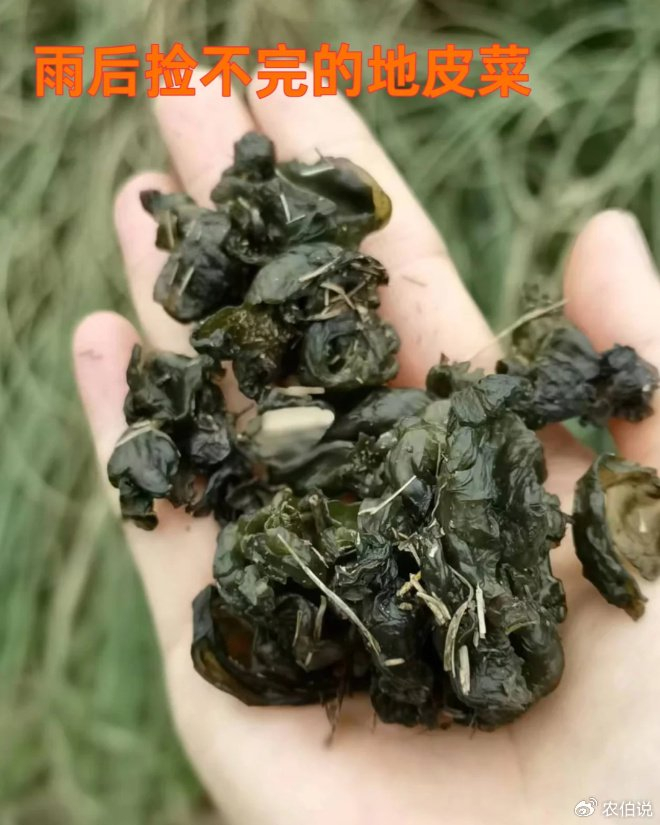 蒲公英|大自然|野菜_新浪新闻