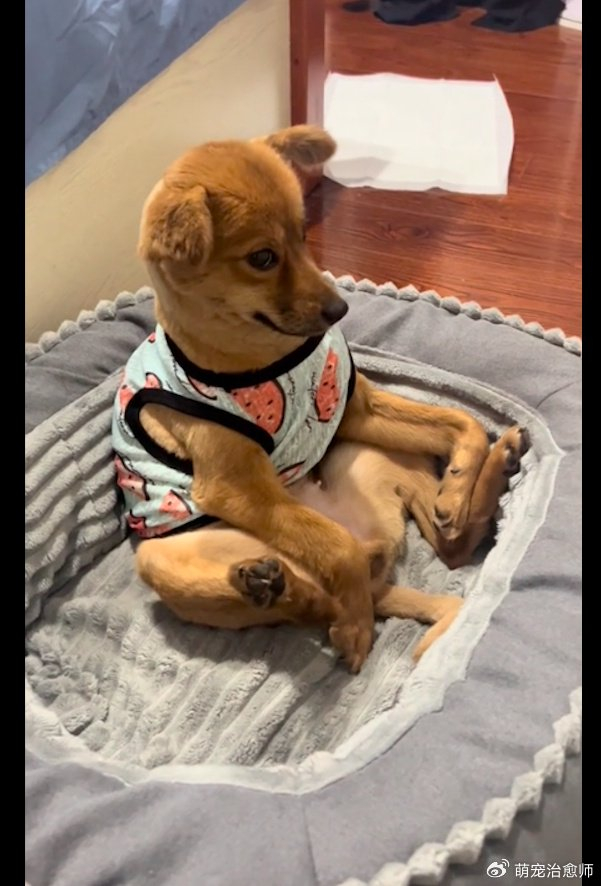 大半夜狗狗坐在狗窝里打坐眼神看起来好诡异上辈子是个和尚