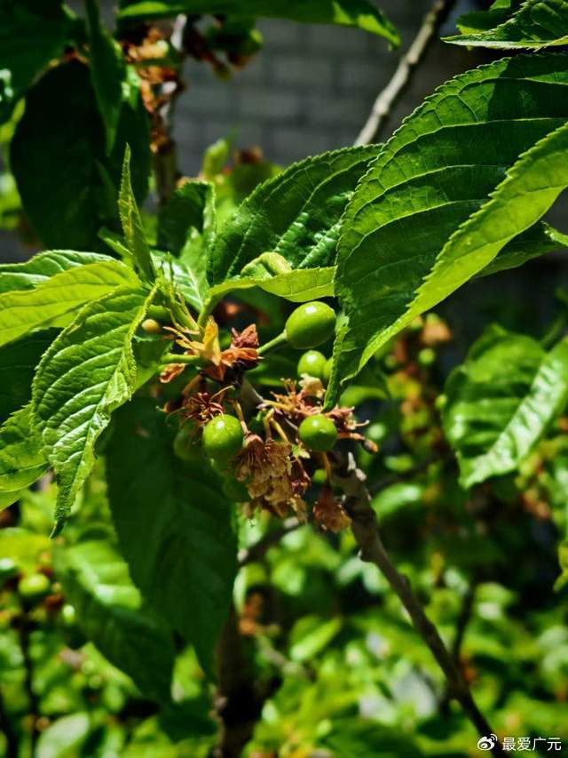 青川:樱桃果长势喜人!