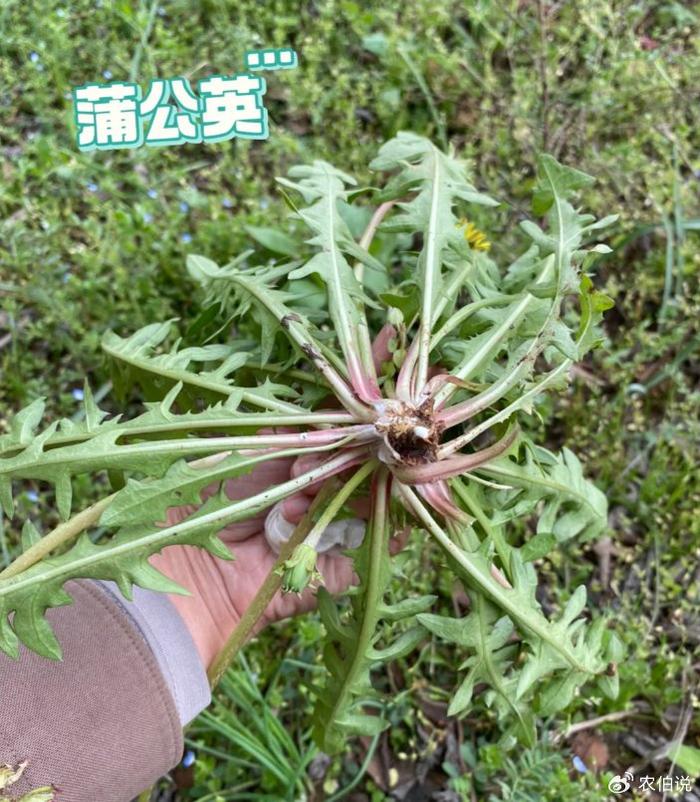 5种春天最该吃的野菜