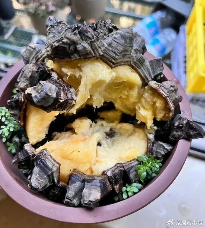 温州一男子，晒出养了十年的龟甲龙，网友：好像榴莲，好想吃一口__财经头条__新浪财经