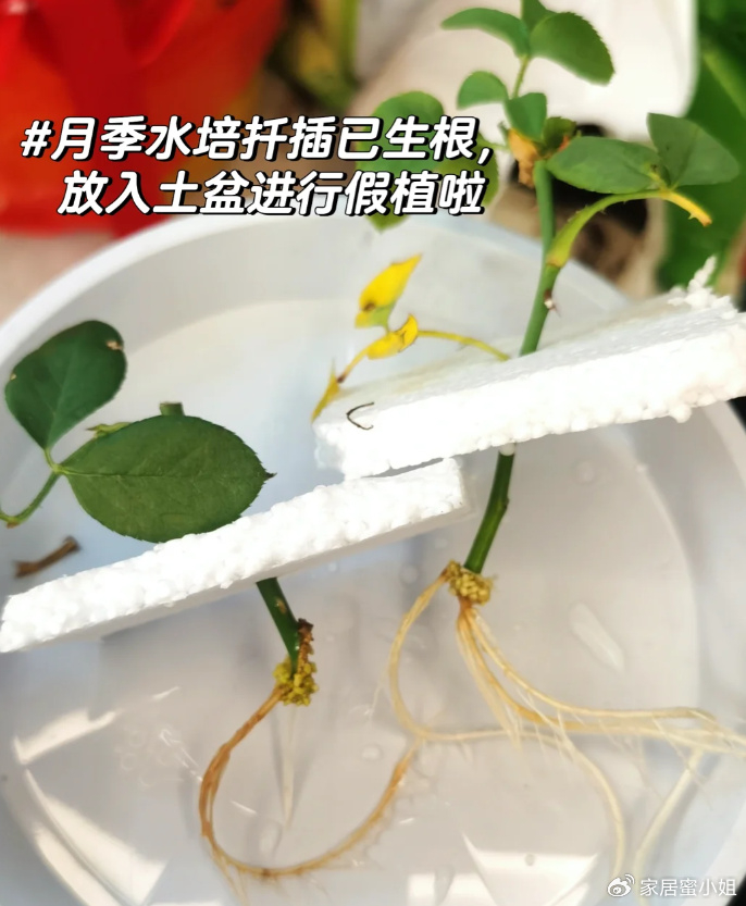 端午前抓住最后的机会,"扦插"这3种植物,天越热生根越快|枝条|叶片