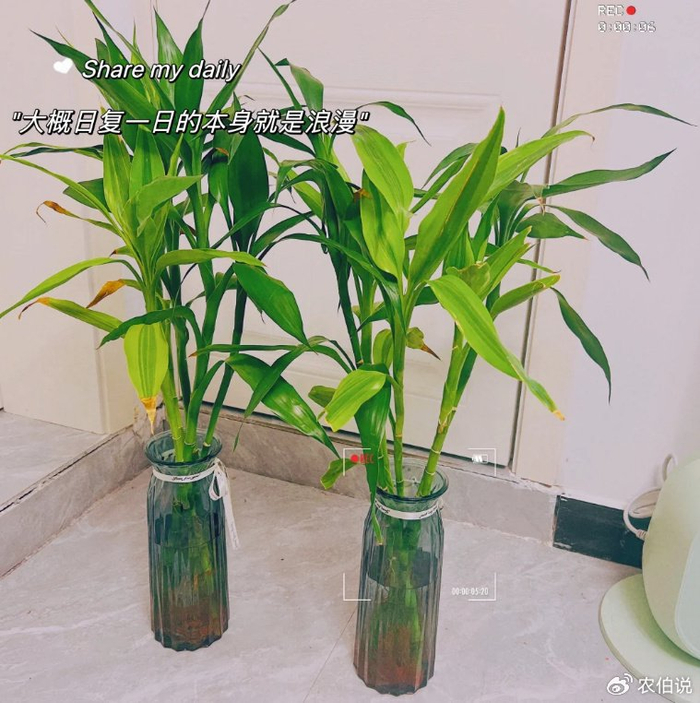 可以按照营养液的说明书推荐比例,在水中滴入适量的营养液,为富贵竹