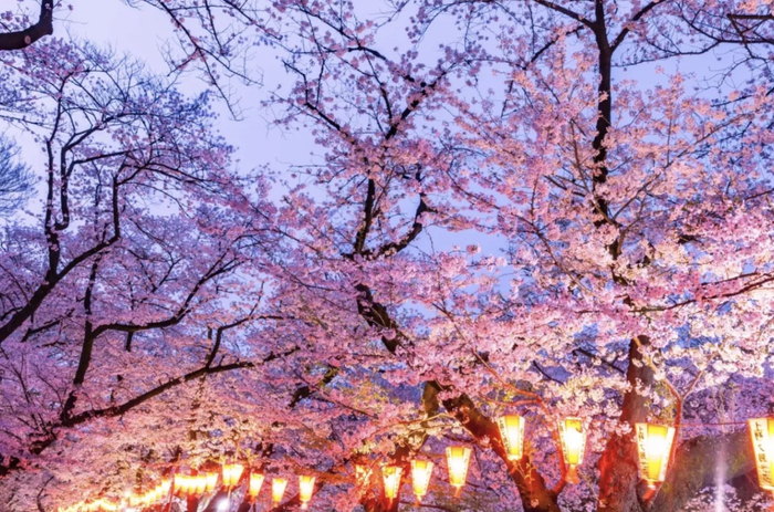 上野樱花节