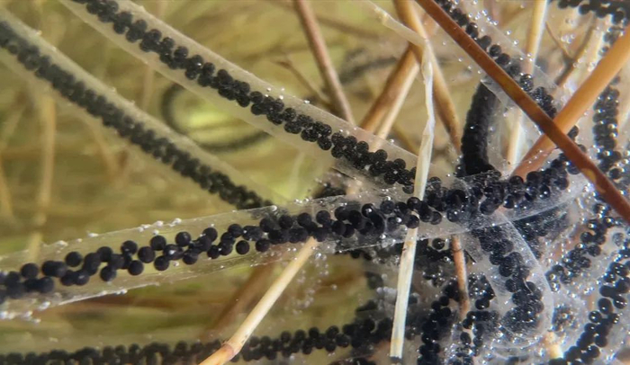 豹乡田的春天,恋爱的蟾蜍和豹子的签名板