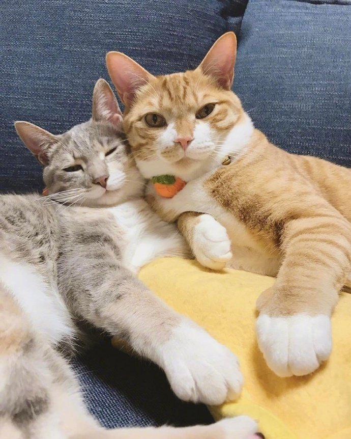 这两只名叫糯米,红豆的猫咪,天天都会黏在一起!__财经头条