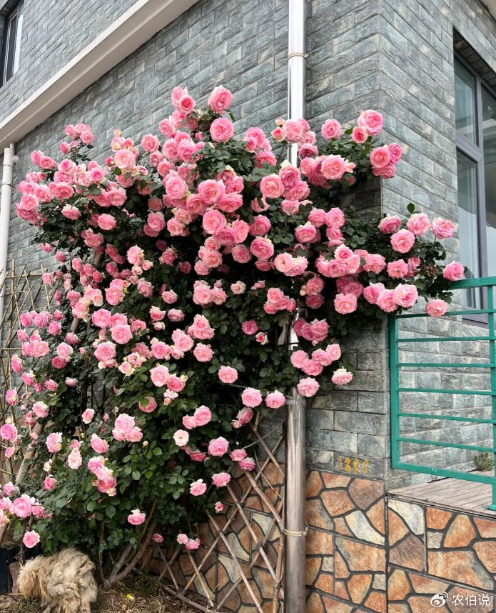 江苏一女子因"月季花墙"而走红,网友:美得像假花,好治愈!