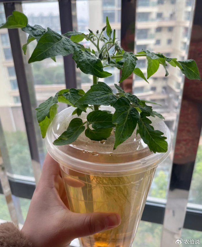 把"番茄"扔水里,一不留神长出一大坨,绝了|云南|番茄|水培_新浪新闻