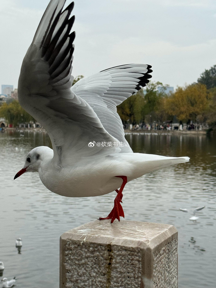 昆明翠湖公园,海鸥也是一景,很多人在此喂海鸥