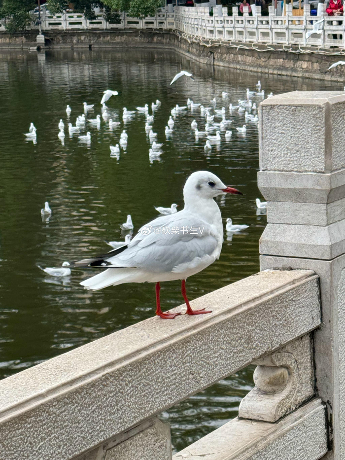 昆明翠湖公园,海鸥也是一景,很多人在此喂海鸥