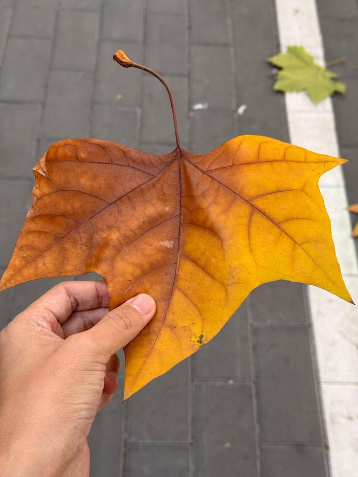 把叶子的茎拽下来，然后和小伙伴互相拉扯，看谁能把谁扯断