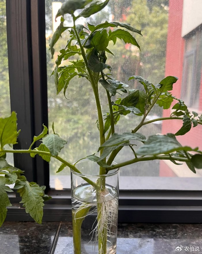 把"番茄"扔水里,一不留神长出一大坨,绝了|云南|番茄|水培_新浪新闻