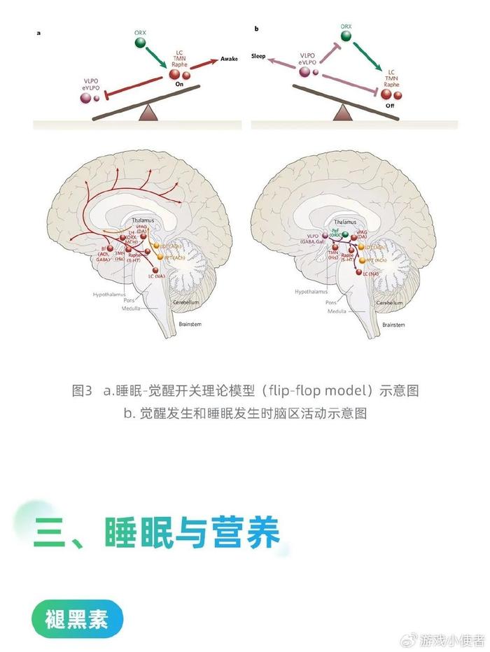 科学营养新研究:你的大脑如何调控"困意"