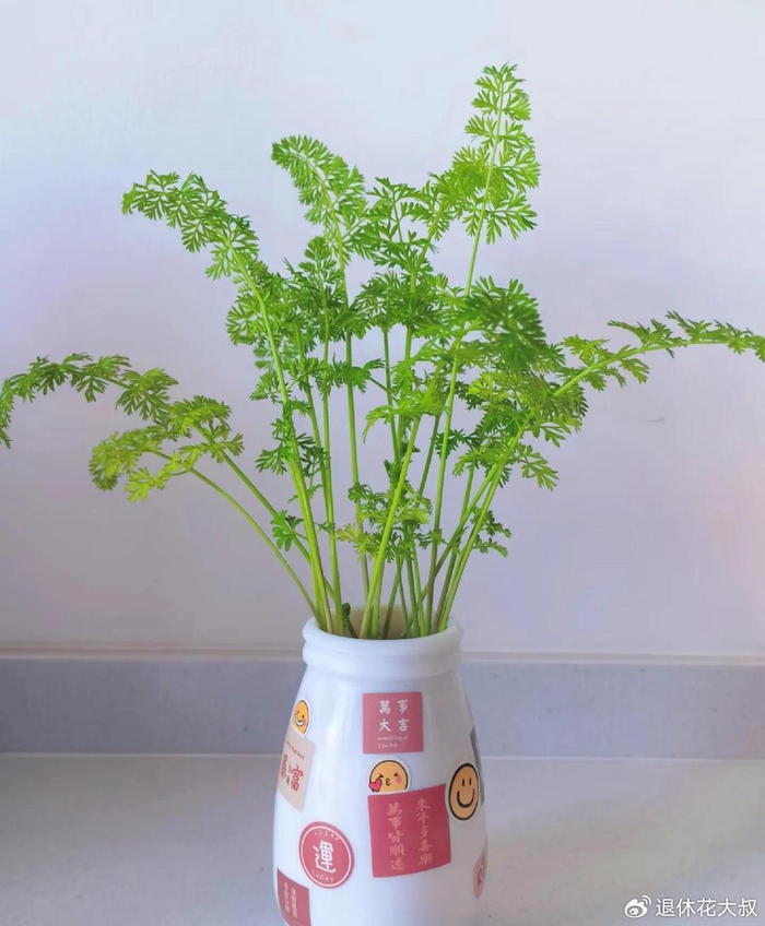 姑娘晒自家养的水萝卜，竟然开花了？网友：真对得起这个瓶！|胡萝卜|蕾丝花|浙江省|水培|花瓶_新浪新闻