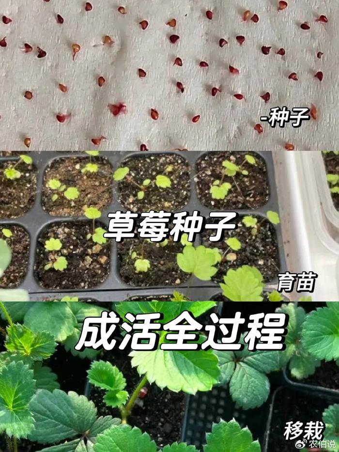 pvc管种植草莓制作过程图片