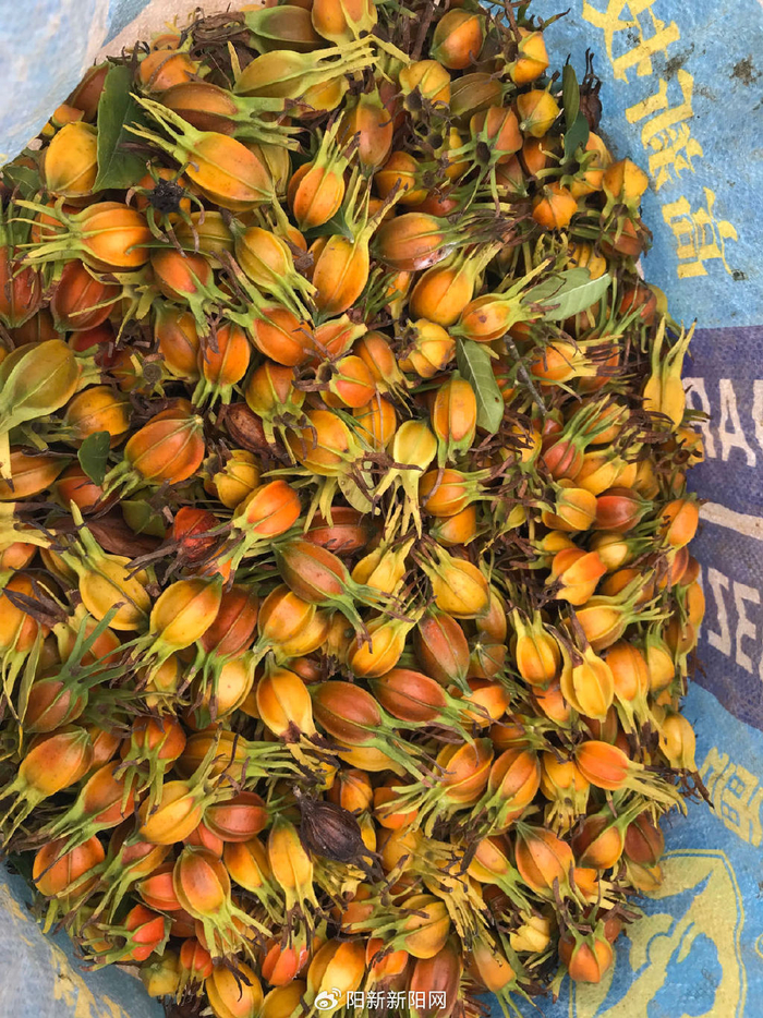 阳新黄颡口:山栀子丰收 村民喜摘"黄金果"