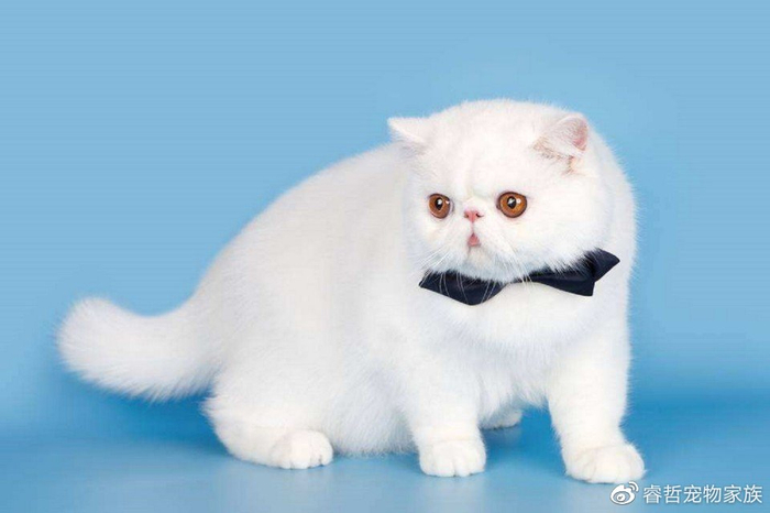 猫咪品种大全介绍，宠主们来看看你认识几种猫咪吧！|猫|猫咪|卷毛猫_新浪新闻