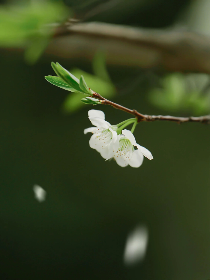 梨花一枝春带雨