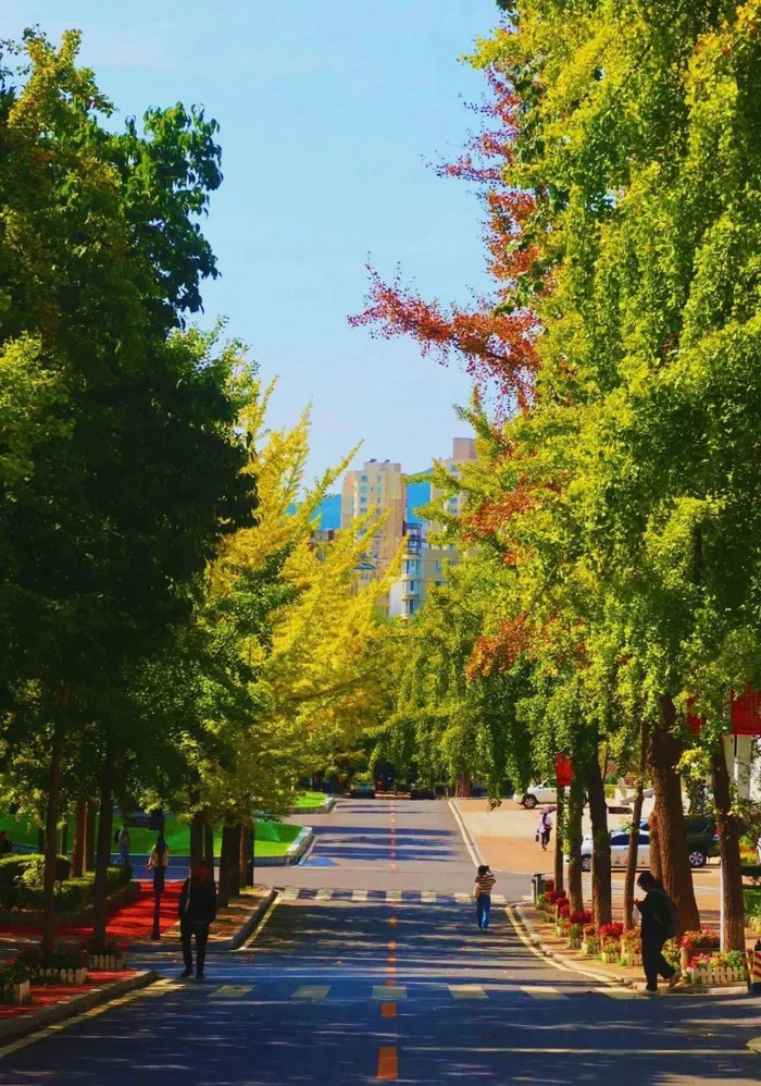 辽宁这些美丽的校园秋景,有你的母校么?|秋景|校园|母校_新浪新闻