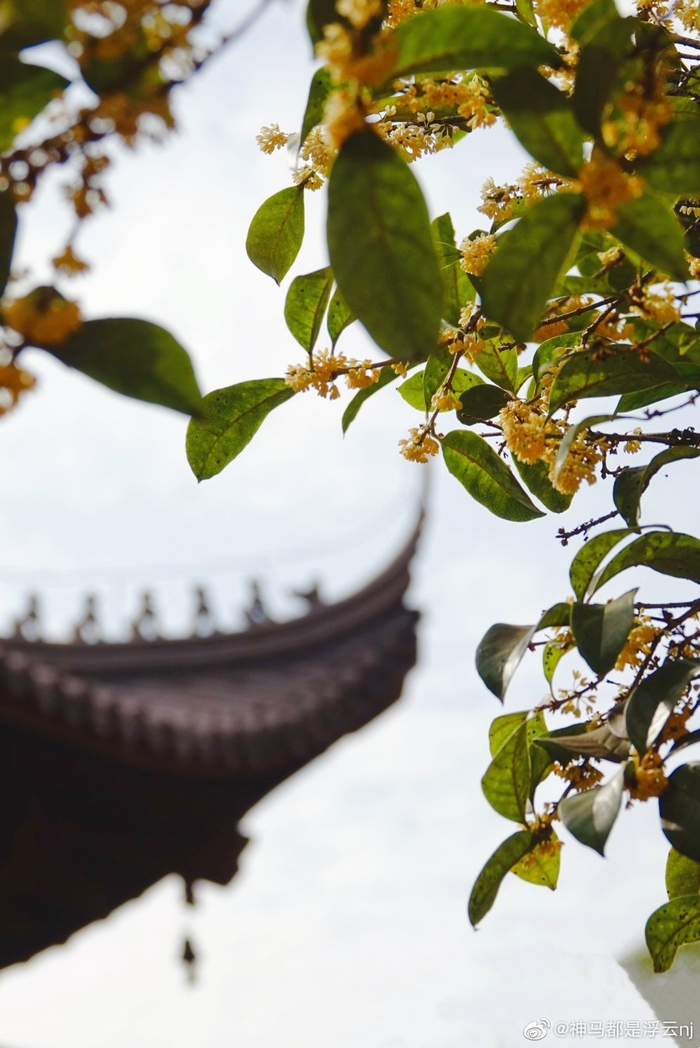 灵谷寺桂花香一起去逛公园呀