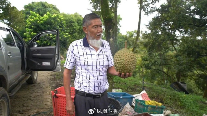 马来榴莲,飘香中国 | 凤凰聚焦|马来西亚|榴莲|山王