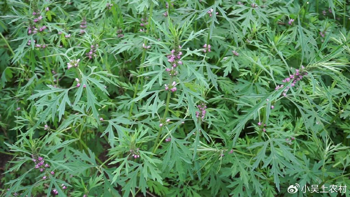 益母草也称女人草,常割回家煮鸡蛋吃,女人吃了非常好别错过