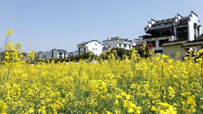 江西婺源铁路花运助力游客踏青赏花