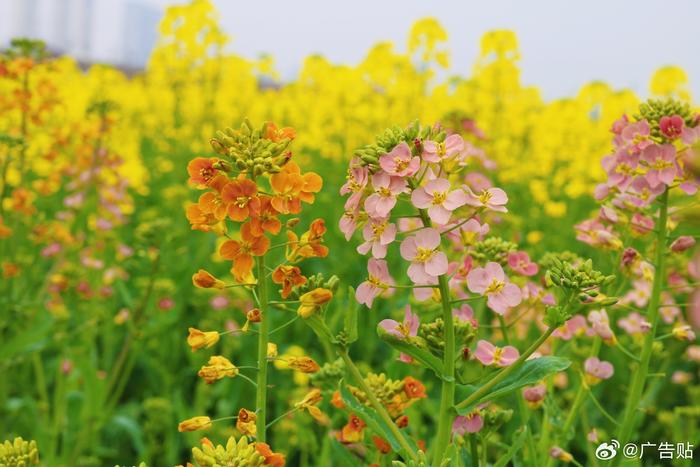 五彩缤纷油菜花图片