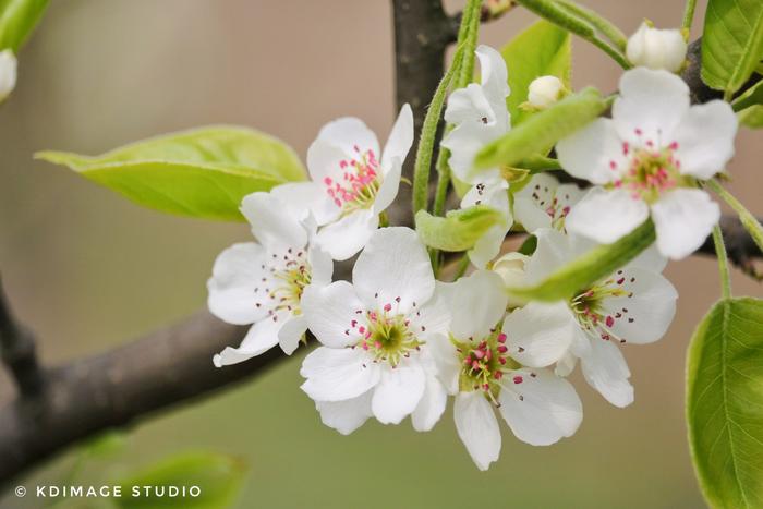 春花烂漫这些春天的花你认识几种