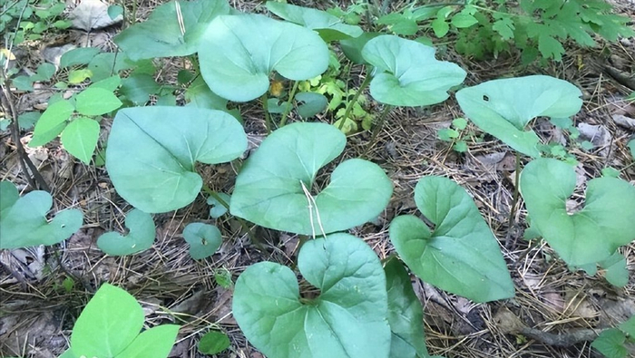 珍贵植物细辛,老人称之为"山人参",有小毒莫误食,认识它吗?