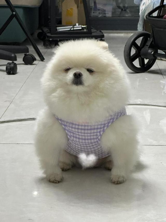 狗界白皮体育生