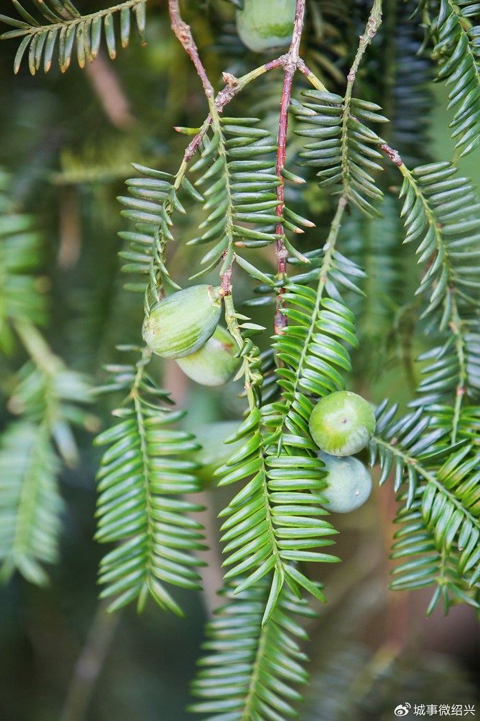 稽山古榧千年圣果开摘了 今年是香榧大年 预计后市量增价挺