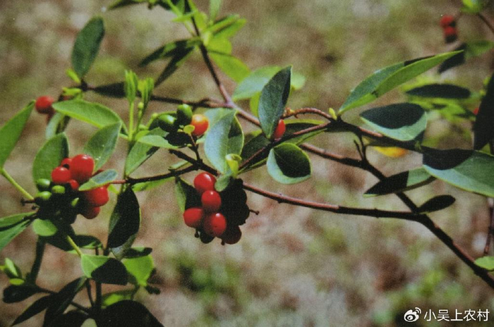 农村神秘植物了哥王:全株含毒,却是解毒良药,跌打损伤之秘药