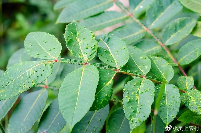 盐肤木又称五倍子树,农村常见却价值珍贵,有5大厉害妙用认识吗
