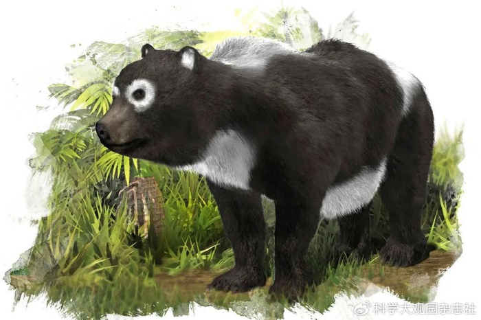 可能因为它血脉觉醒了……|大熊猫|印度_新浪新闻