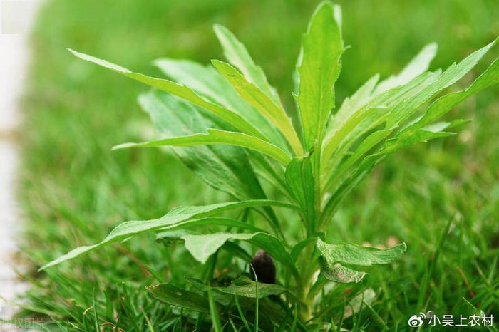 一株能产生上10000粒种子的小蓬草,农民看到就拔掉,却有5大作用