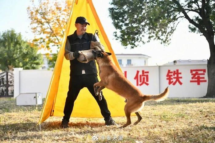 陳光|警犬|賽虎_新浪新聞