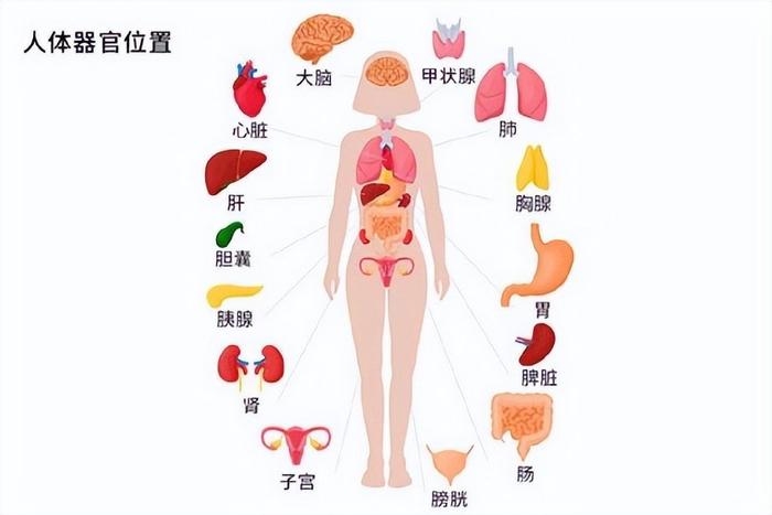 人体排毒的六大通道图片