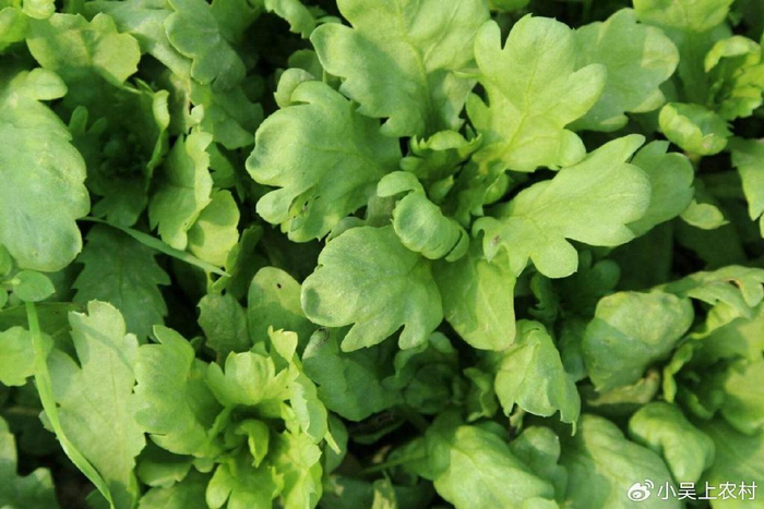 茼蒿又名蓬蒿,菊花菜,胡萝卜素是茄子的30倍,可吃又可赏花