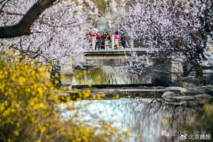 京城拍客|赏花时|北京市|赏花时_新浪新闻