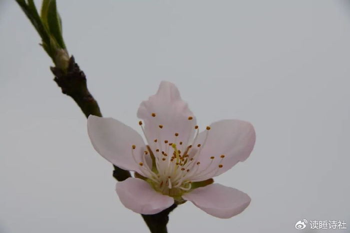 耿兵诗选|春夜的雨水是挣扎在前尘往事里的白鸟|耿兵