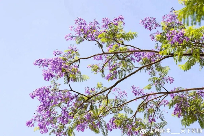 园区周边游丨腾冲经开区盛夏的浪漫,是蓝花楹给的