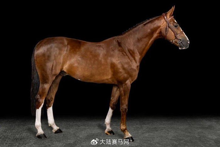 5匹温血马资料,视频抢先看!