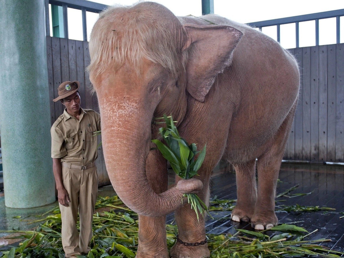 揭秘白象背后的故事